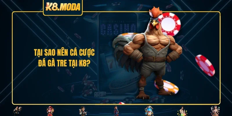 Tại sao nên cá cược đá gà tre tại K8?