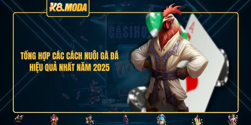 Tổng hợp các cách nuôi gà đá hiệu quả nhất năm 2025